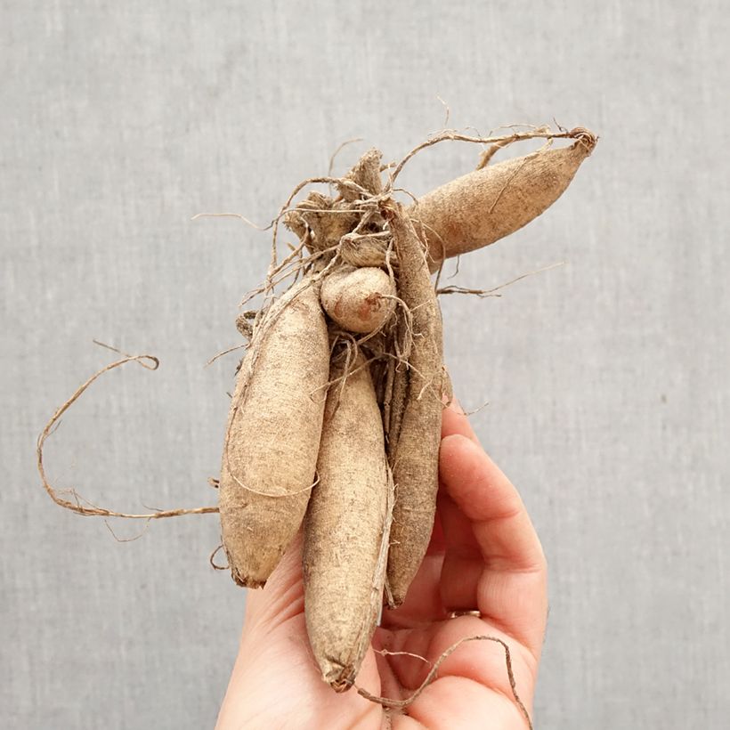 Amostra de Dahlia décoratif Karma Serena Bulbo Calibre I tal como entregue na primavera