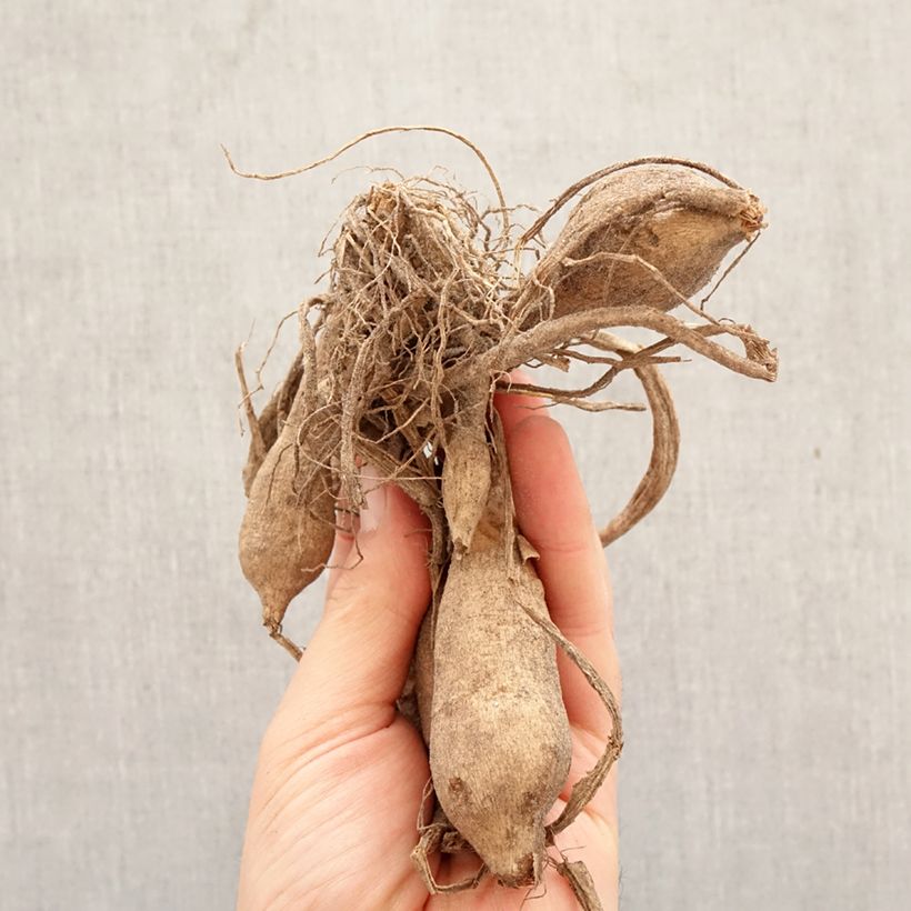 Amostra de Dahlia décoratif Lake Carey Bulbo Calibre I tal como entregue na primavera