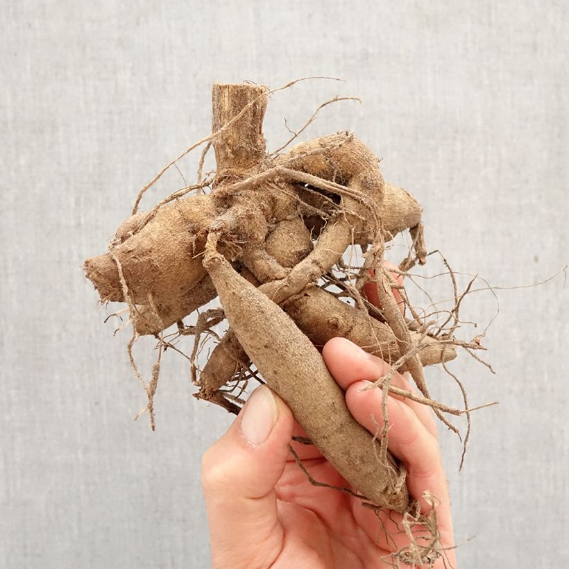 Amostra de Dahlia décoratif Little Robert Bulbo Calibre I tal como entregue na primavera