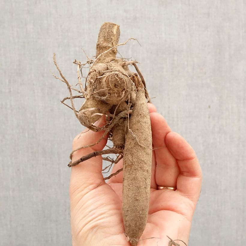 Amostra de Dahlia décoratif Méditerranée Bulbo Calibre I tal como entregue na primavera