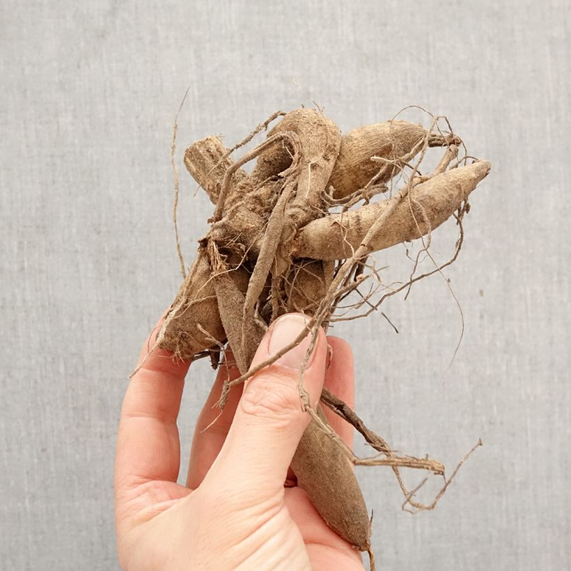 Amostra de Dahlia décoratif Mrs Eileen Bulbo Calibre I tal como entregue na primavera