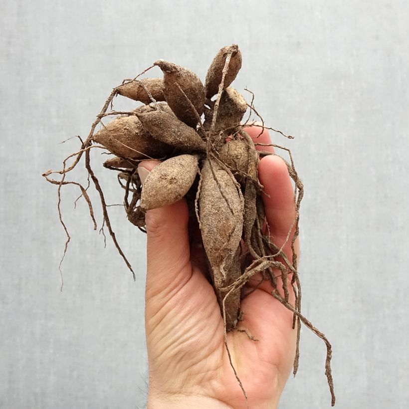 Amostra de Dália decorativa Nagano Bulbo Calibre I tal como entregue na primavera