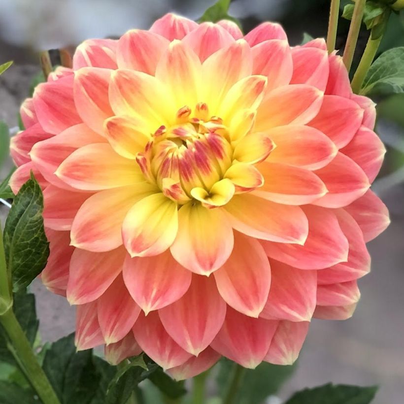 Dália decorativa October Sky (Floração)