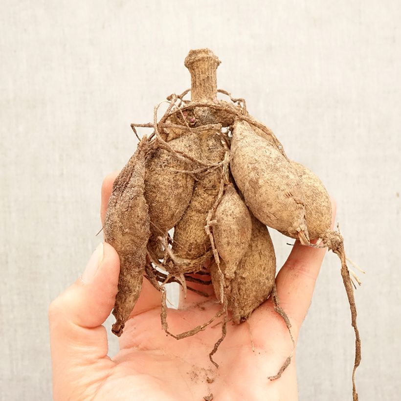 Amostra de Dália decorativa Pacific time Bulbo Calibre I tal como entregue na primavera