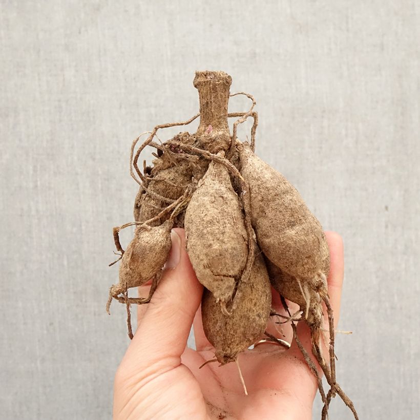 Amostra de Dahlia décoratif Painted Lady Bulbo Calibre I tal como entregue na primavera