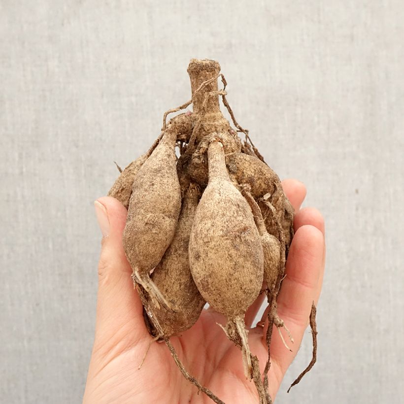 Amostra de Dália decorativa Parc Floral de Paris Bulbo Calibre I tal como entregue na primavera