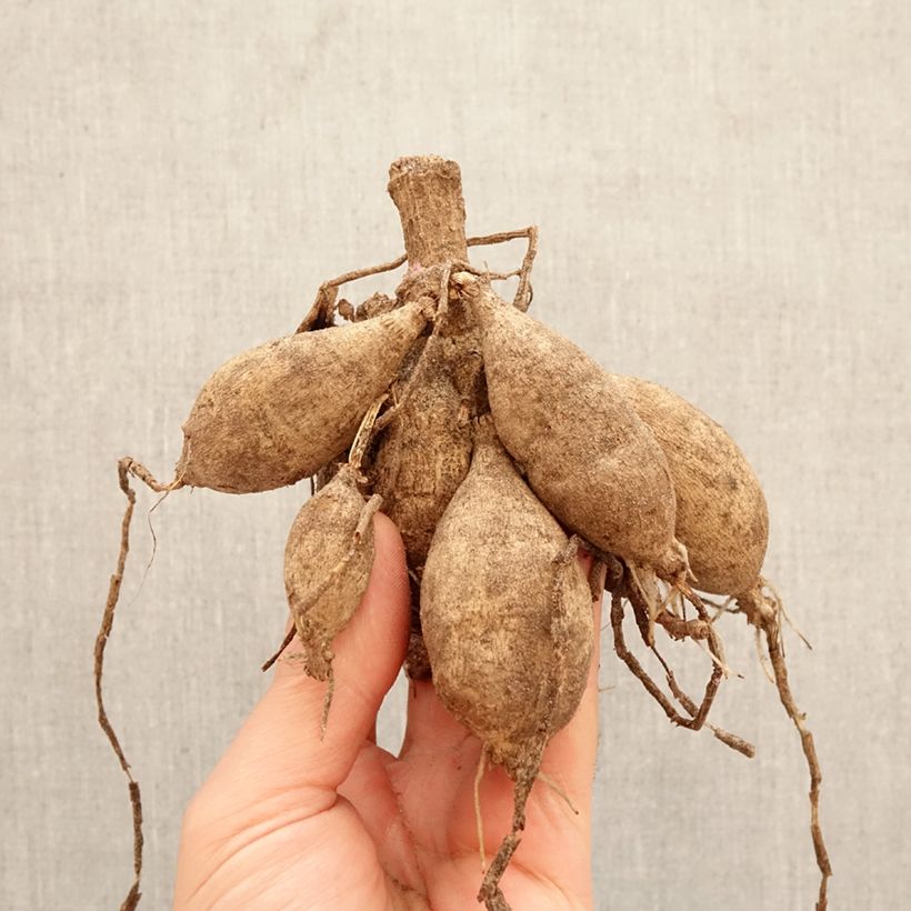 Amostra de Dália decorativa Sturm Sweet Maria Bulbo Calibre I tal como entregue na primavera