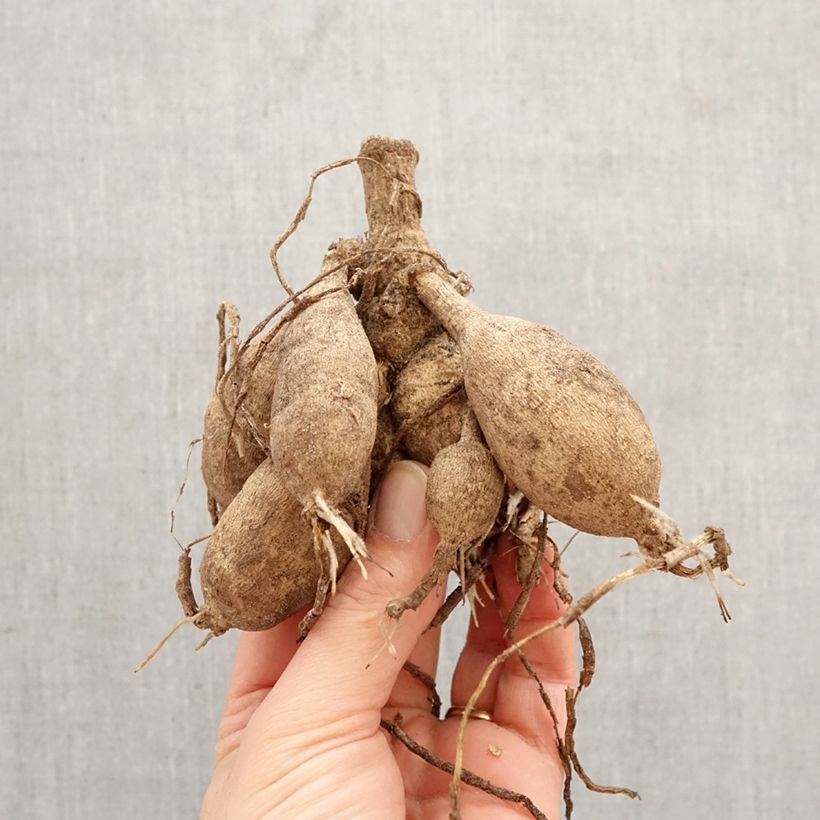 Amostra de Dahlia décoratif Sunlady Bulbo Calibre I tal como entregue na primavera