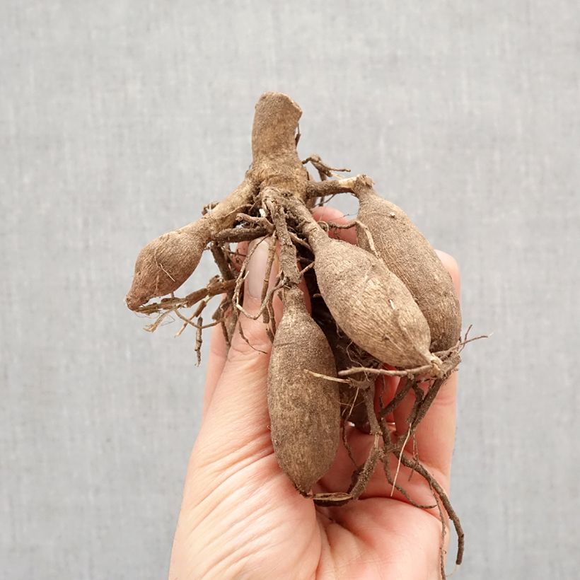 Amostra de Dahlia décoratif Sweet Surprise Bulbo Calibre I tal como entregue na primavera