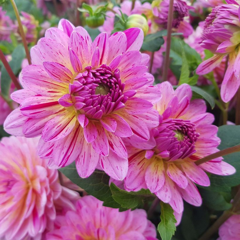 Dália decorativa Tropical (Floração)