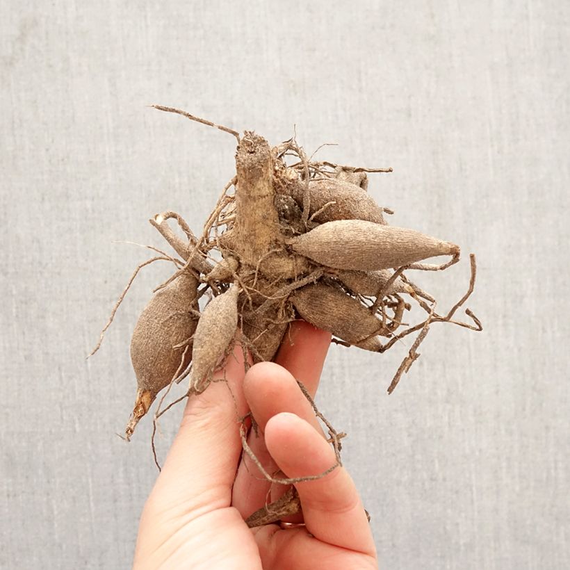 Amostra de Dália fimbriata Canary Fubuki Bulbo Calibre I tal como entregue na primavera