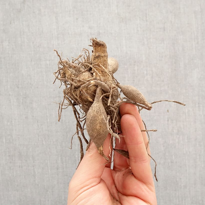 Amostra de Dália fimbriata Caproz Josephine Bulbo Calibre I tal como entregue na primavera