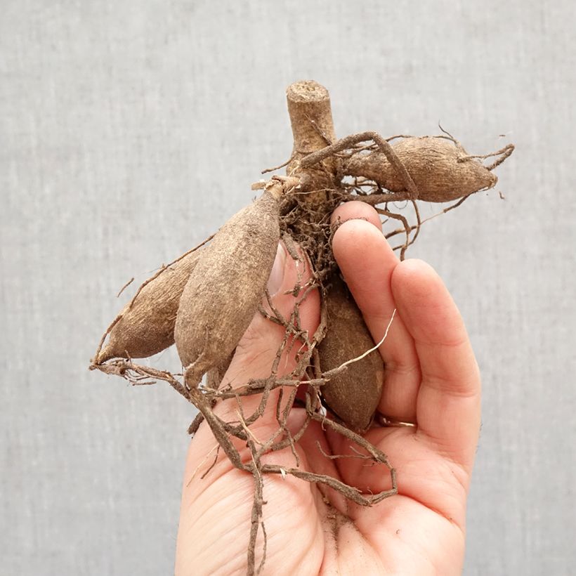 Amostra de Dália fimbriata Deep Impact Bulbo Calibre I tal como entregue na primavera