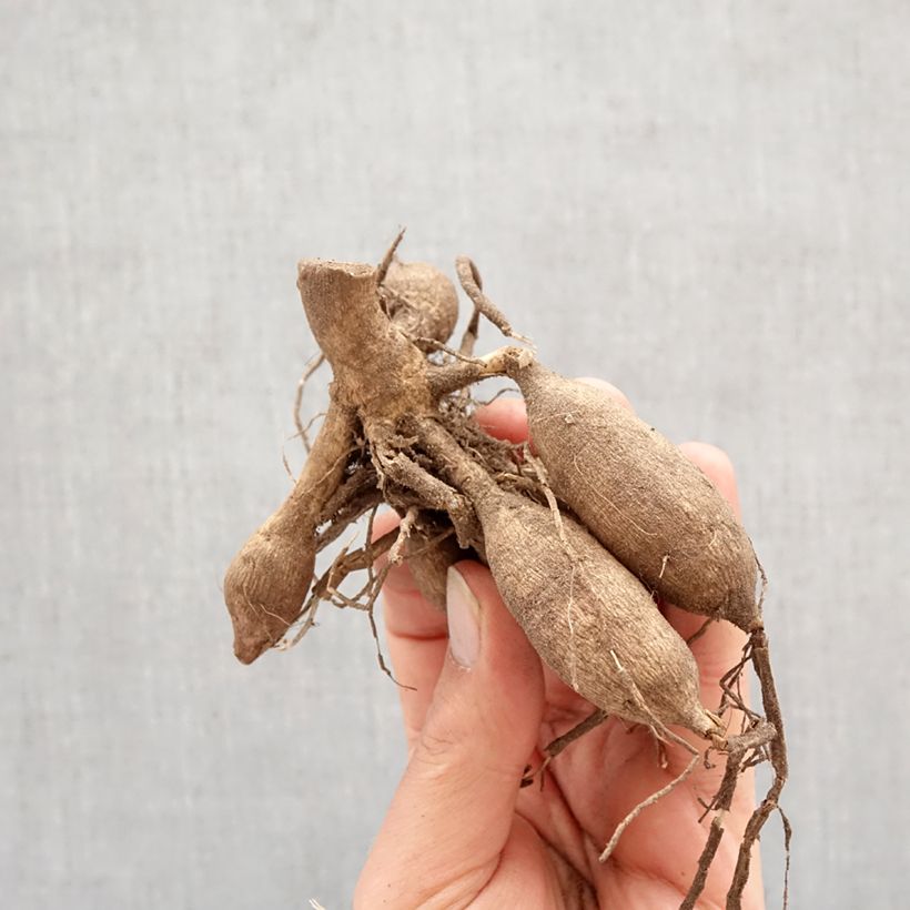 Amostra de Dália fimbriata Myama Fubuki Bulbo Calibre I tal como entregue na primavera
