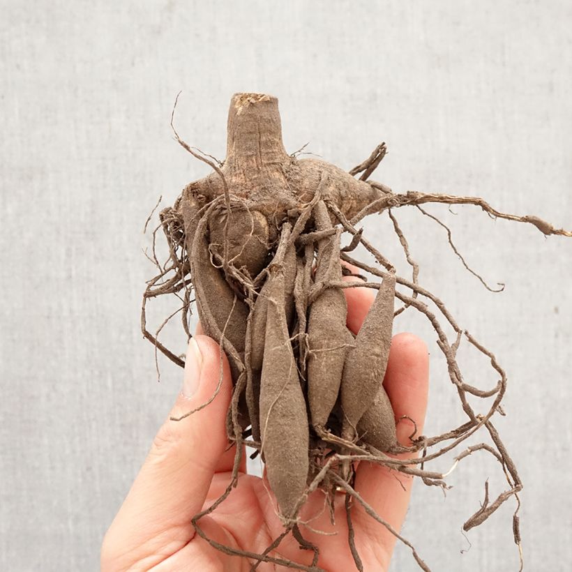 Amostra de Dália anã Gallery Vermeer Bulbo tal como entregue na primavera