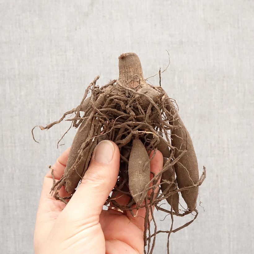 Amostra de Dahlia géant Big Brother Bulbo Calibre I tal como entregue na primavera