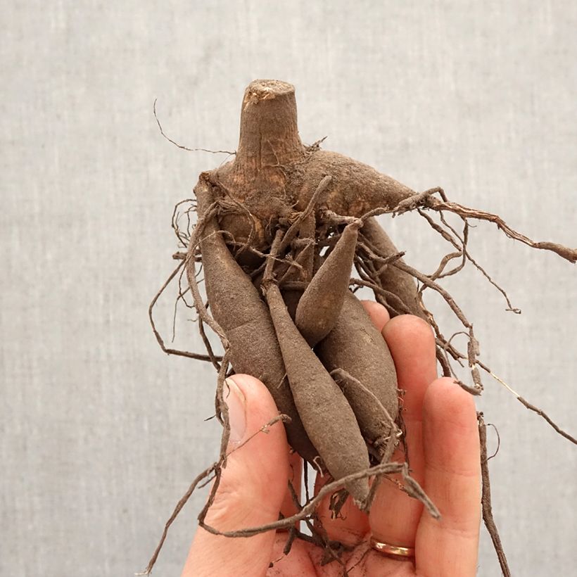 Amostra de Dália gigante Blith Spirit Bulbo Calibre I tal como entregue na primavera
