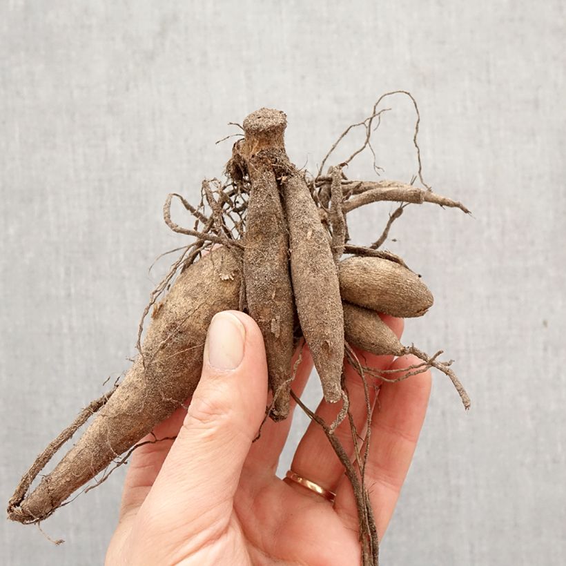 Amostra de Dália gigante Bodacious Bulbo Calibre I tal como entregue na primavera