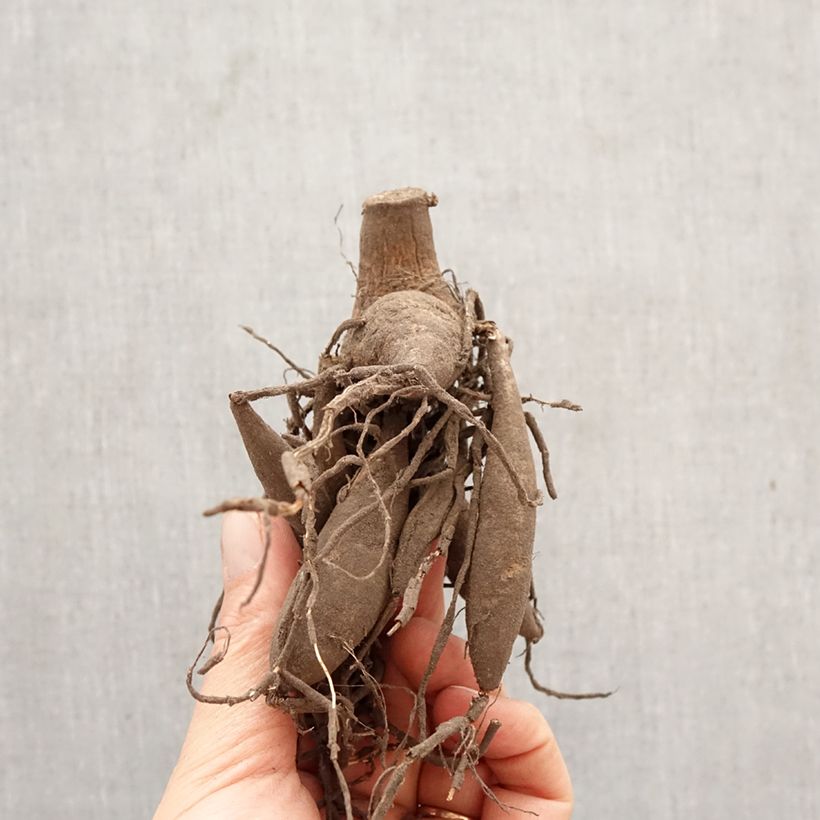 Amostra de Dália gigante Bristol Stripe Bulbo Calibre I tal como entregue na primavera