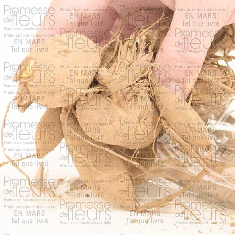 Exemplo de amostra de Dália gigante Café Au Lait Bulbo Calibre I tal como entregue