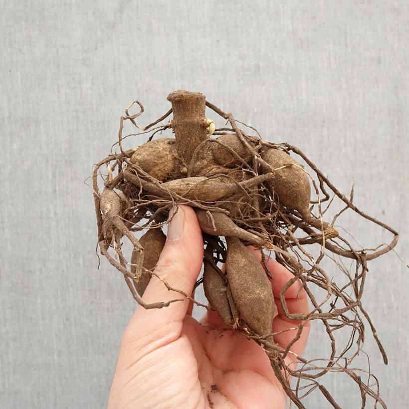 Amostra de Dália gigante Café Au Lait Bulbo Calibre I tal como entregue na primavera