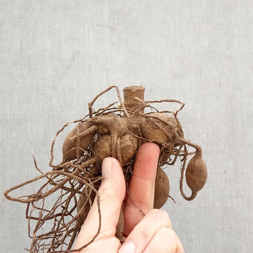 Amostra de Dália gigante Café Au Lait Twist Bulbo Calibre I tal como entregue na primavera