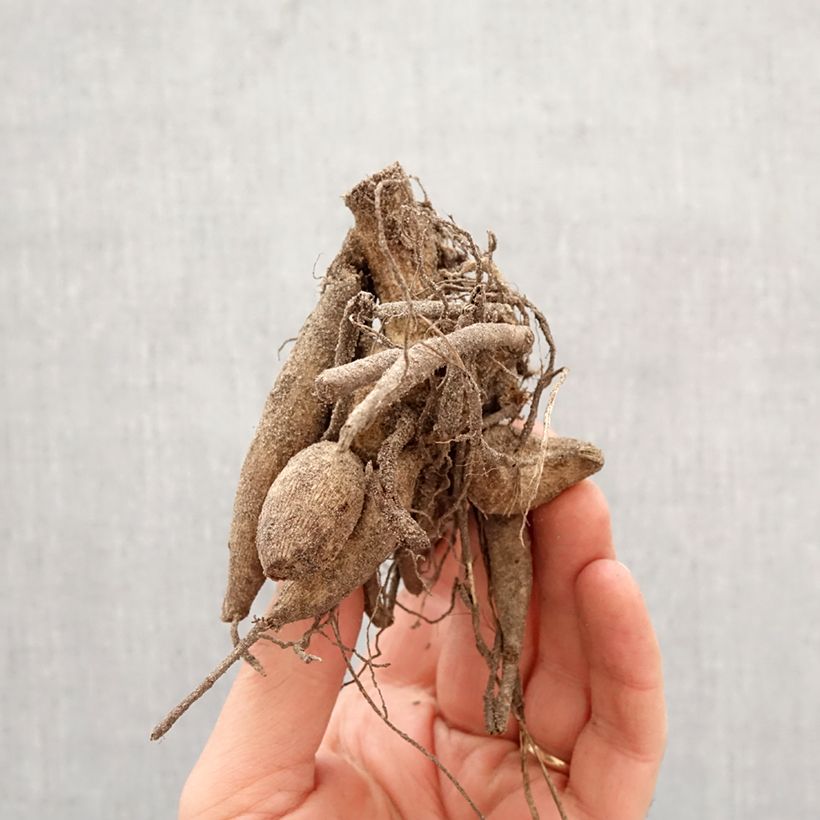 Amostra de Dália gigante Contraste Bulbo Calibre I tal como entregue na primavera