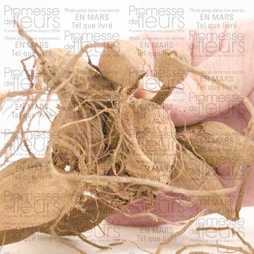 Exemplo de amostra de Dália gigante Emory Paul Bulbo Calibre I tal como entregue