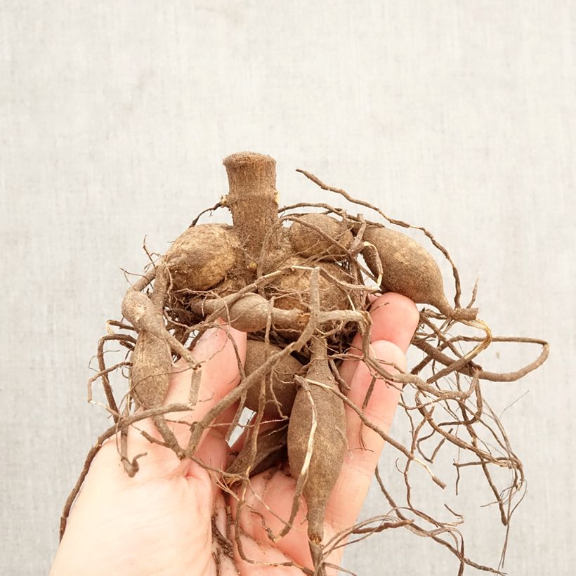 Amostra de Dália gigante Emory Paul Bulbo Calibre I tal como entregue na primavera