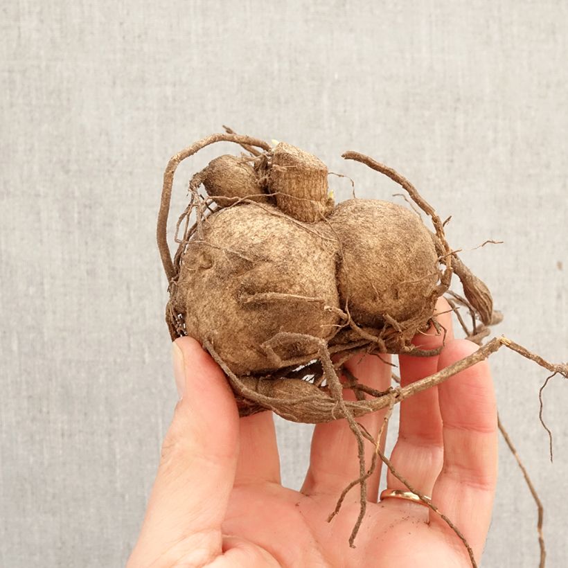Amostra de Dália gigante Fantaste du cap Bulbo Calibre I tal como entregue na primavera