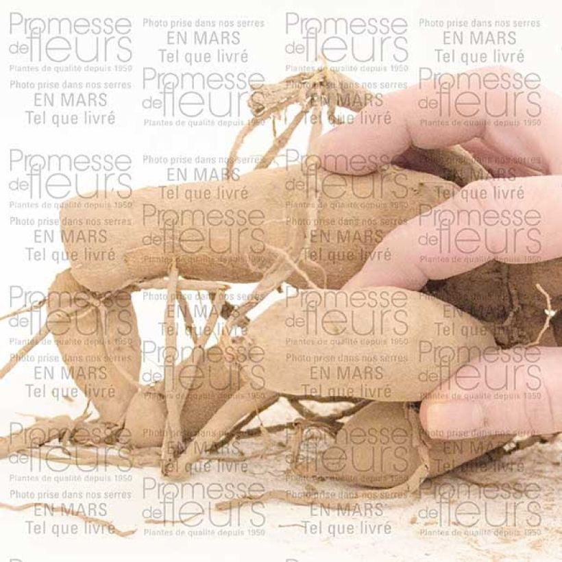 Exemplo de amostra de Dália gigante Gitts Perfection Bulbo Calibre I tal como entregue