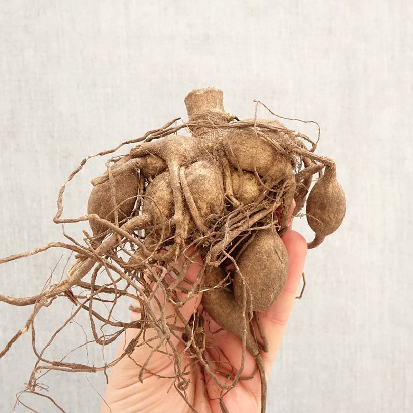 Amostra de Dália gigante Grand Prix Bulbo Calibre I tal como entregue na primavera