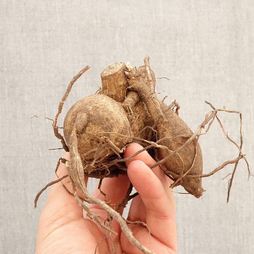 Amostra de Dália gigante Grande Finale Bulbo Calibre I tal como entregue na primavera
