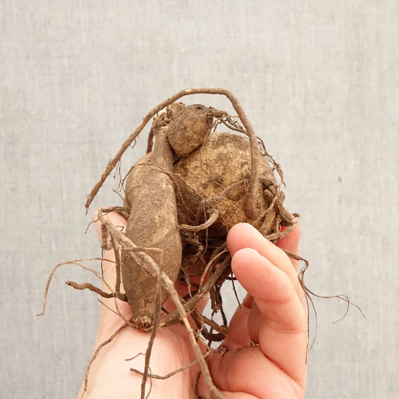 Amostra de Dália gigante Ice Breaker Bulbo Calibre I tal como entregue na primavera