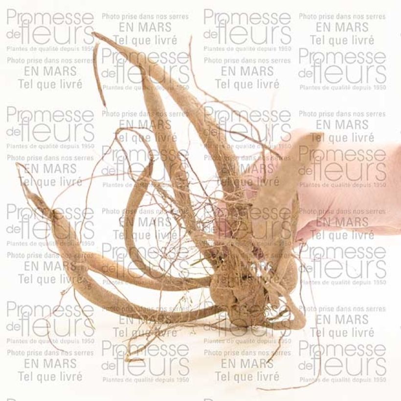 Exemplo de amostra de Dahlia imperialis - Dahlia impérial Bulbo size I tal como entregue