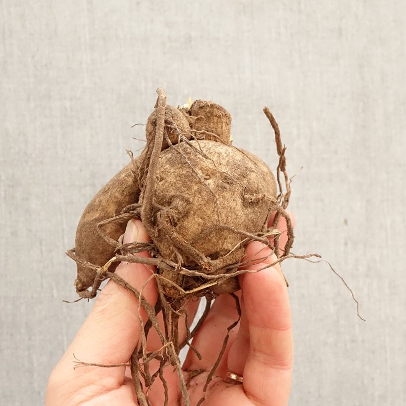 Amostra de Dália gigante Kelvin Floodlight Bulbo Calibre I tal como entregue na primavera