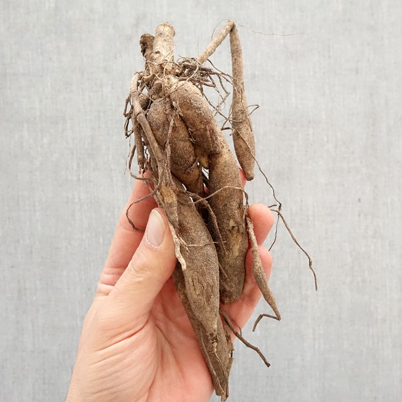 Amostra de Dália gigante Kenora Macop Bulbo Calibre I tal como entregue na primavera