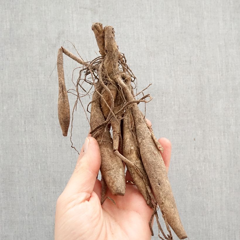 Amostra de Dália gigante Kid's Climax Bulbo Calibre I tal como entregue na primavera