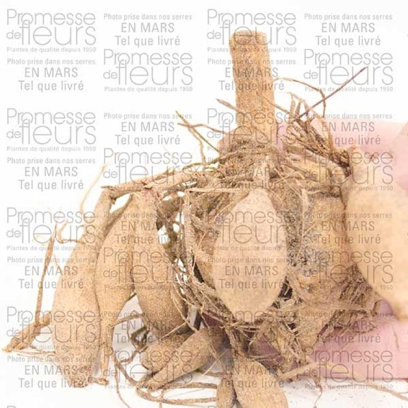 Exemplo de amostra de Dália gigante Lady Liberty Bulbo Calibre I tal como entregue