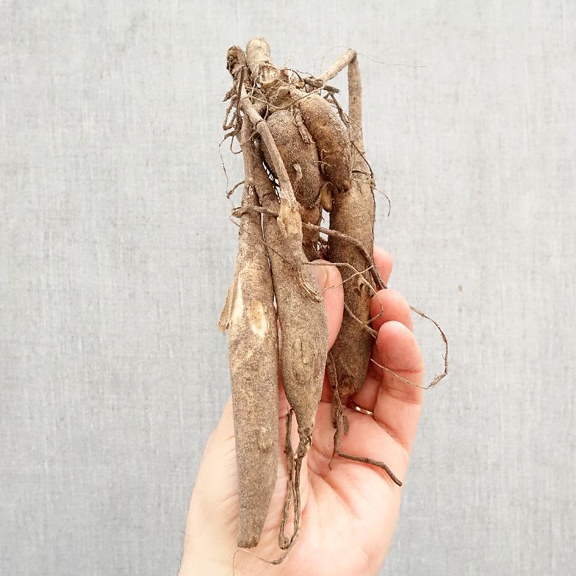 Amostra de Dália gigante Lady Liberty Bulbo Calibre I tal como entregue na primavera