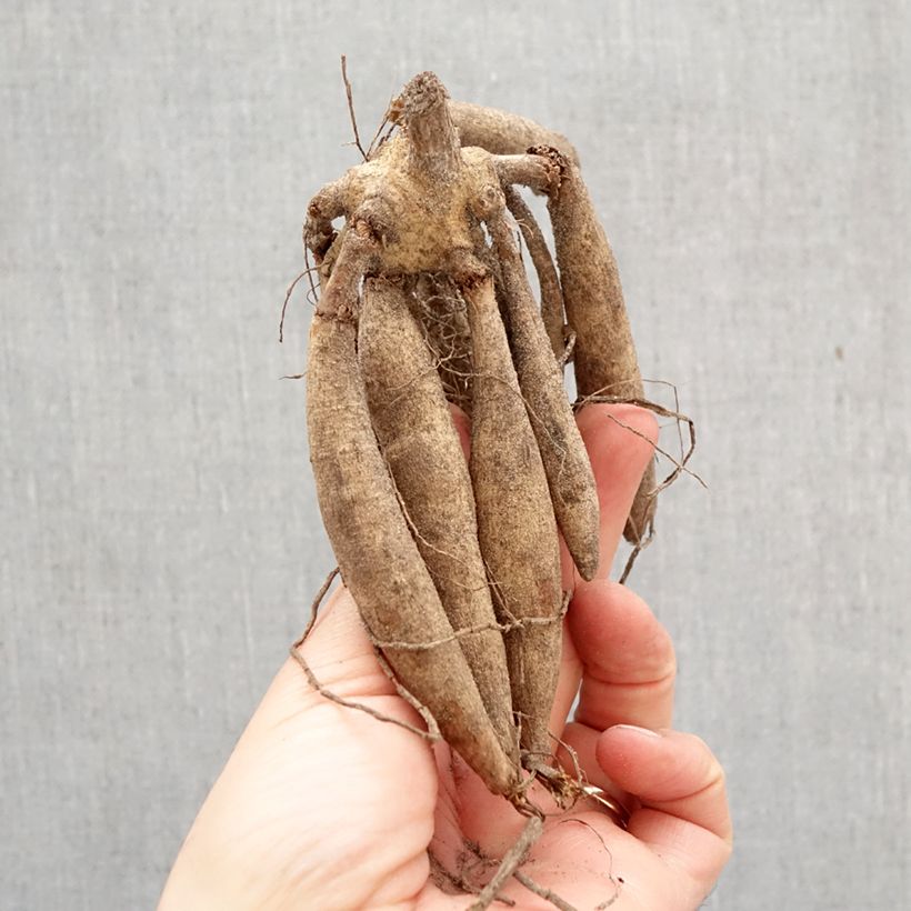 Amostra de Dália gigante Lavender Perfection Bulbo Calibre I tal como entregue na primavera