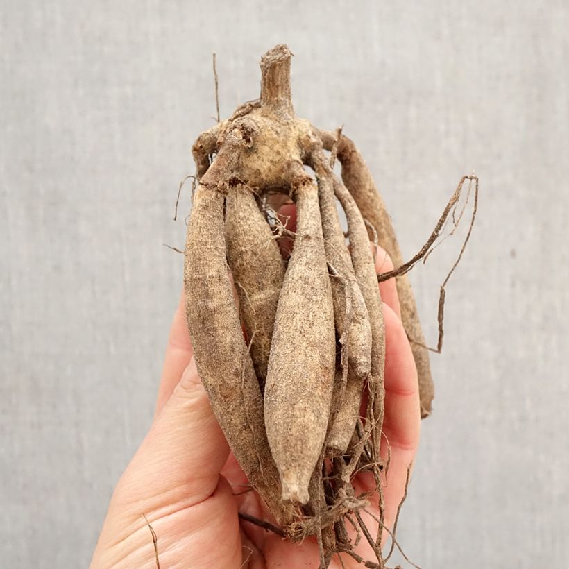 Amostra de Dália gigante Lilac Time Bulbo Calibre I tal como entregue na primavera