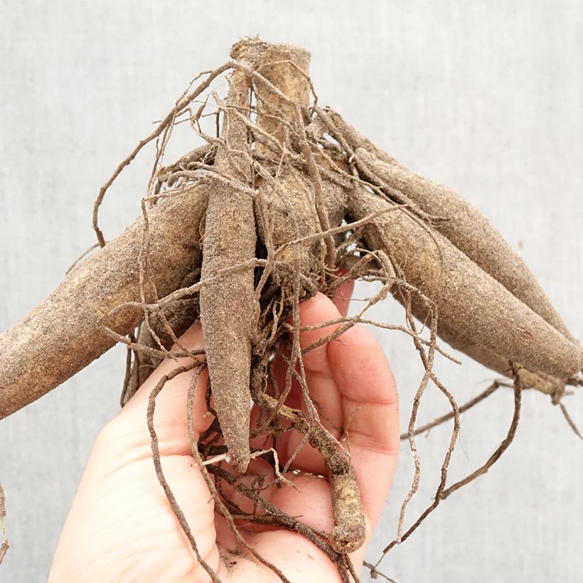 Amostra de Dália gigante My Hero Bulbo Calibre I tal como entregue na primavera