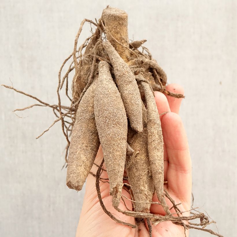 Amostra de Dália gigante Nikolas Tesla Bulbo Calibre I tal como entregue na primavera