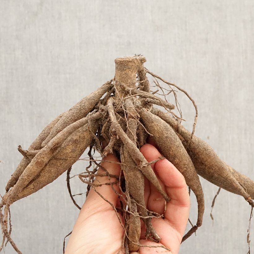 Amostra de Dália gigante Pineland's Princess Bulbo Calibre I tal como entregue na primavera