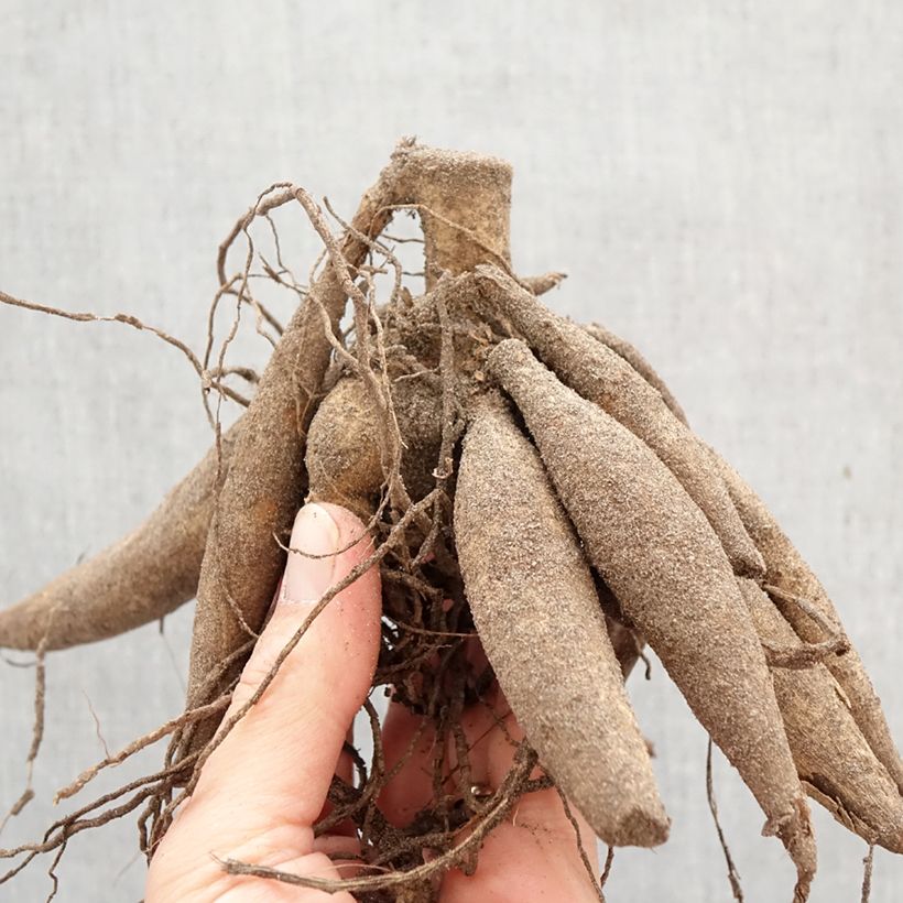 Amostra de Dahlia géant Snowbound Bulbo Calibre I tal como entregue na primavera