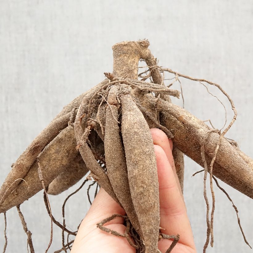 Amostra de Dália gigante Tartan Bulbo Calibre I tal como entregue na primavera