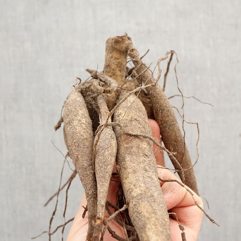 Amostra de Dália gigante Thomas Edison Bulbo Calibre I tal como entregue na primavera