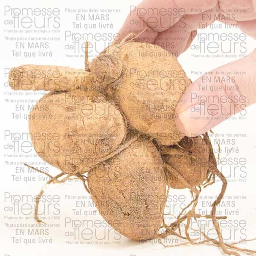 Exemplo de amostra de Dahlia Giraffe Bulbo tal como entregue