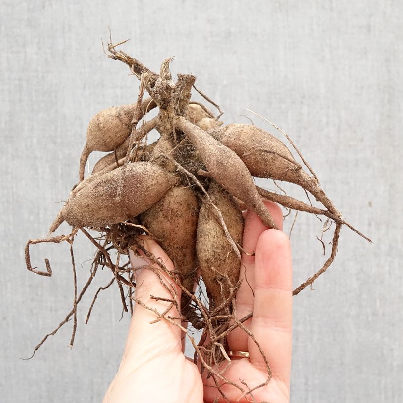 Amostra de Dália anã Happy Single Date Bulbo Calibre I tal como entregue na primavera